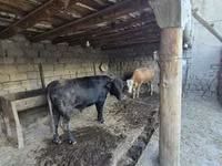 Toro, Russian Black pied cattle — foto 4