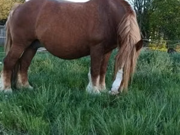 Mare, Horses