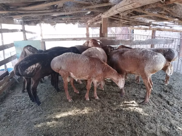 كبش, Arashan sheep