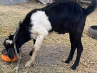 Cabro, Nubian Goat — foto 2