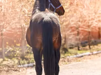 Hengst, Thoroughbred horse — Foto 5