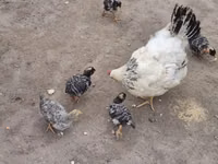 Chickens — الصورة 3