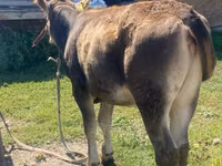 母牛, Alatau breed — 照片 2