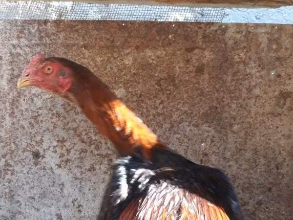 Chickens — Usbekistan