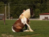 Hengst, Pinto horses — Foto 8