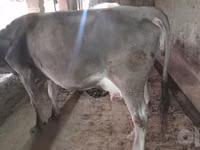 Kuh, Swiss cattle — Foto 1