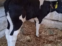 सांड, Russian Black pied cattle — फ़ोटो 1