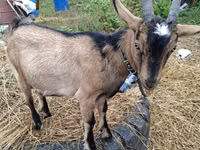 Ziege, Alpine goat — Foto 5
