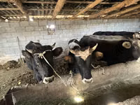 Toro, Ganado vacuno — foto 4