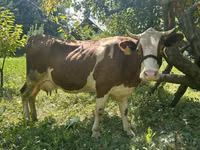 गाय, Simmental cattle — फ़ोटो 2