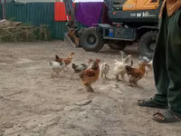 Chickens — Foto 2