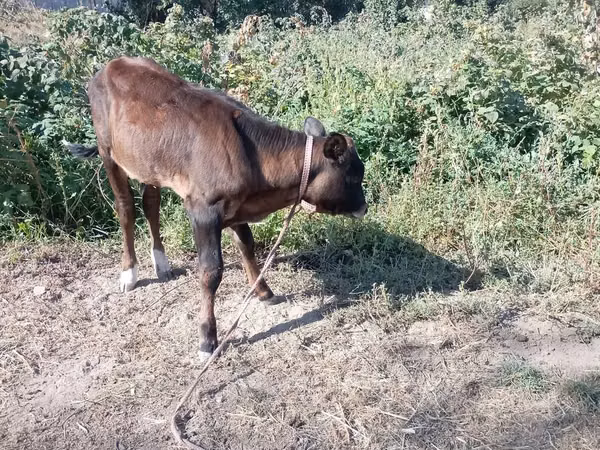 Bulle, Swiss cattle