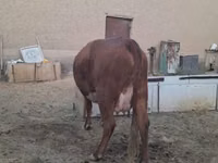 Kuh, Latvian Blue cattle — Foto 5