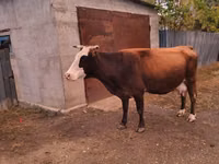 بقرة, Latvian Blue cattle — الصورة 1