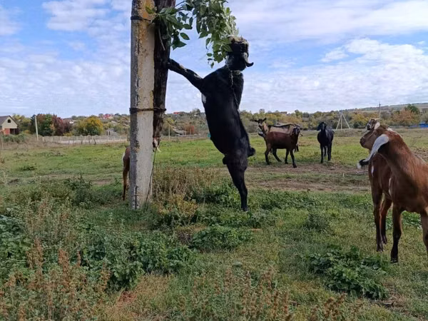 Ziegenbock, Nubian Goat
