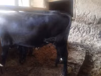 公牛, Aberdeen-Angus — 照片 3