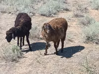 Widder, Edilbay sheep — Foto 1