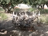 Geese — Foto 2