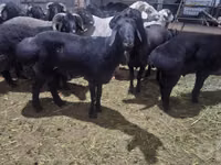 Carnero, Hissar sheep — foto 1