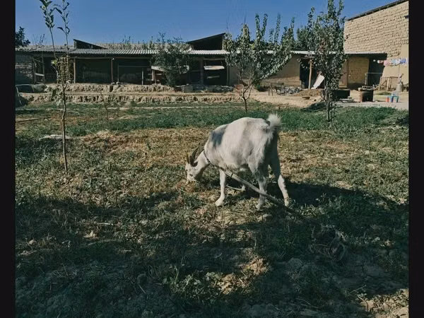 母山羊, Saanen goat — 乌兹别克斯坦