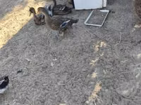 Ducks — Foto 2
