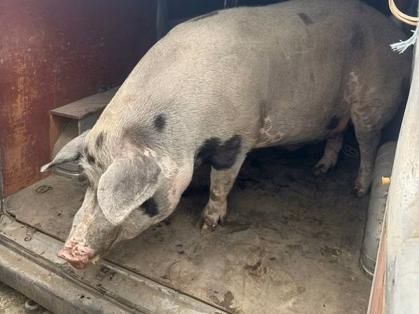 公猪, Pigs