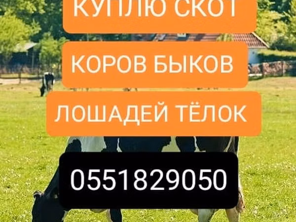 Бык, Коровы — Кыргызстан