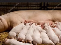 Schweine (Partie, Geschlecht nicht angegeben) — Foto 6