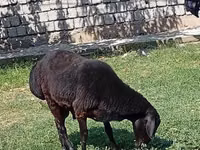 Carnero, Rhon sheep — foto 6