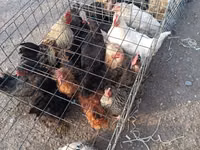 Chickens — photo 5