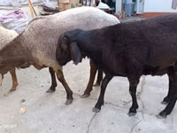 Ram, Sheep — photo 7