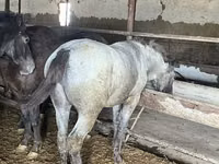 Aygʻir, Kazakh horse — 8-rasm