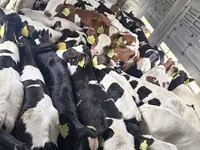 公牛, Russian Black pied cattle — 照片 2