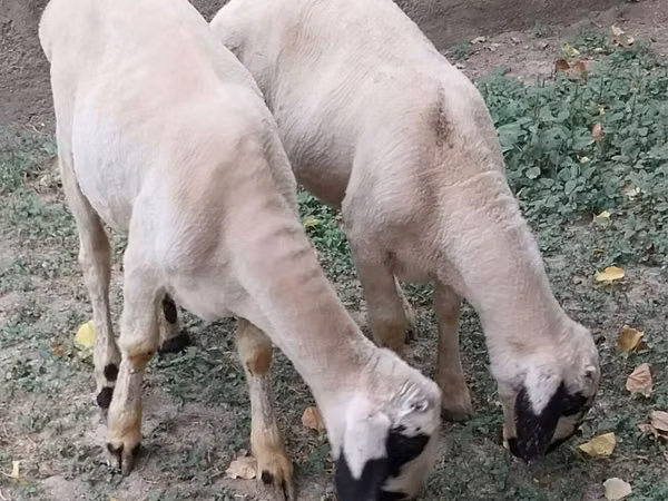 मेढ़ा, भेड़