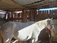 Horse (M), Horses — photo 2