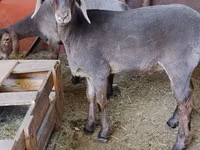 Schaf, Dorper sheep — Foto 5