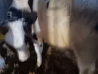 Bulle, Russian Black pied cattle — Foto 1