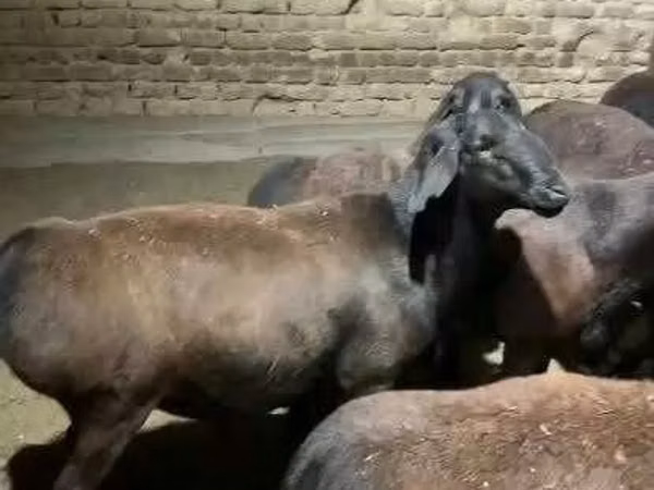 Кой, Гиссар койу