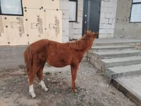 Pferde (Partie, Geschlecht nicht angegeben), Pferde — Foto 2