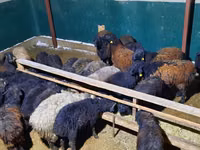 Ram, Sheep — photo 3