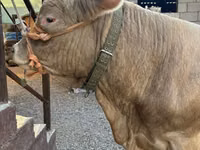 Bulle, Charolais cattle — Foto 4