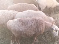 Sheep, Sheep — photo 2