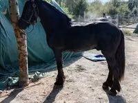 حصان, Friesian — الصورة 5