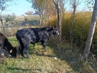 Toro, Aberdeen-Angus — foto 1