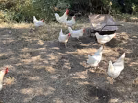 Leghorn — Foto 5