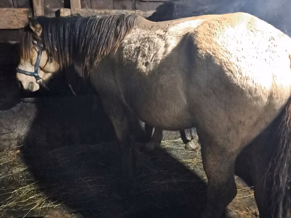 Hengst, Kazakh horse — Kasachstan