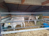 Toro, Simmental cattle — foto 3