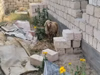 كبش, الأغنام — الصورة 3