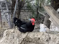 Chickens — फ़ोटो 3