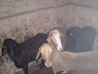 كبش, الأغنام — الصورة 1